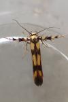 Stathmopoda pedella