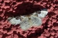 Idaea rusticata