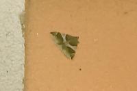 Dysgonia algira