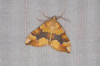 Cidaria fulvata