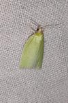 Tortrix viridana