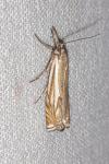 Crambus lathoniellus