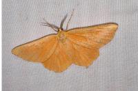 Angerona prunaria