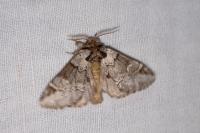 Drymonia obliterata