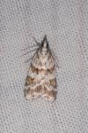 Scoparia pyralella