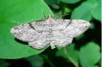 Peribatodes rhomboidaria rhomboidaria