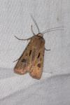 Agrotis exclamationis exclamationis