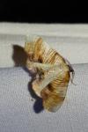 Plagodis dolabraria