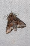 Oligia