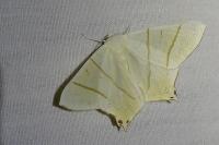 Ourapteryx sambucaria