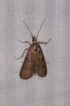 Hypochalcia ahenella
