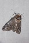 Cossus cossus