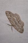 Hypomecis punctinalis