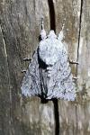 Acronicta aceris