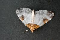 Plemyria rubiginata
