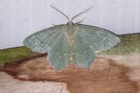 Hemithea aestivaria
