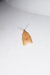 Clepsis consimilana