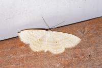 Scopula immutata