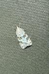 Scoparia pyralella