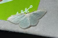 Idaea subsericeata
