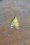 Acleris bergmanniana