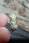 Diachrysia chrysitis/stenochrysis