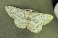 Hypomecis punctinalis