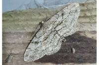 Peribatodes rhomboidaria rhomboidaria