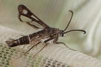 Chamaesphecia aerifrons