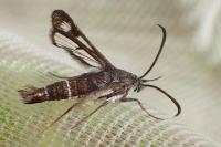 Chamaesphecia aerifrons