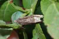 Eucosma