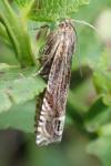 Eucosma