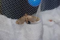 Eupithecia tantillaria