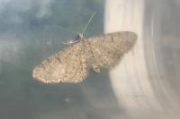 Eupithecia
