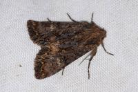 Mniotype adusta