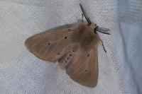 Diaphora mendica