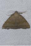 Herminia tarsicrinalis
