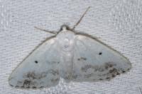 Lomographa temerata