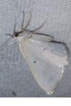 Lomographa temerata