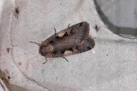 Xestia c-nigrum