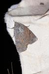 Fissipunctia ypsillon