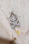 Scoparia pyralella