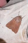 Mythimna albipuncta