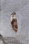 Hedya nubiferana