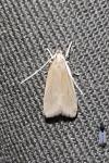 Helcystogramma rufescens