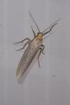 Eilema caniola