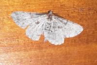 Peribatodes rhomboidaria rhomboidaria