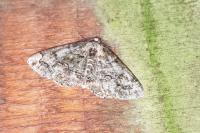 Cleorodes lichenaria