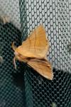 Malacosoma neustria