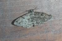 Peribatodes rhomboidaria rhomboidaria